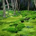 the magical world of moss 768x508