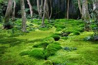 the magical world of moss 768x508